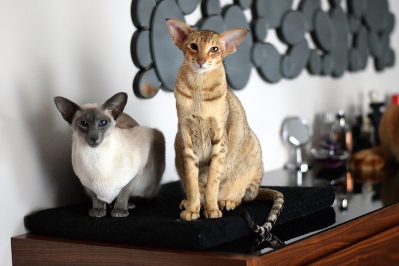 Materac dla psa DEMI czarny | Lauren Design | PETZWELCOME