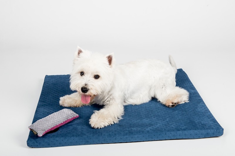 DEMI mattress navy | Lauren Design | PETZWELCOME