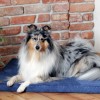 DEMI orthopedic bed navy| Lauren Design | PETZWELCOME