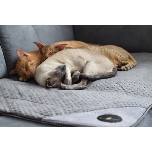 DANTE blanket for dog and cat - black| Lauren Design | PETZWELCOME