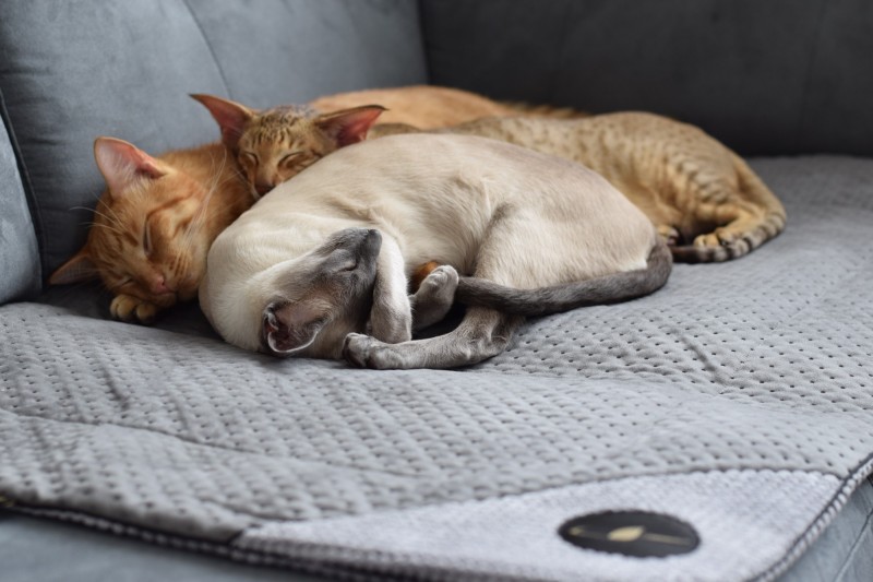 DANTE blanket for dog and cat - black| Lauren Design | PETZWELCOME