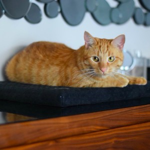 CLEO window bed - various colour| Lauren Design | PETZWELCOME