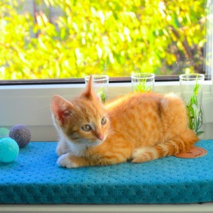 Legowisko na parapet CLEO - różne kolory | Lauren Design | PETZWELCOME