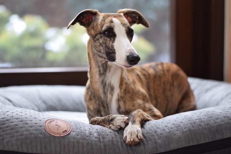 Dog bed PONTON RICO - gray | Lauren Design | PETZWELCOME