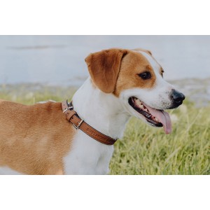 Skórzana obroża dla psa MONACO chocolate | Bowl and Bone Republic | PETZWELCOME