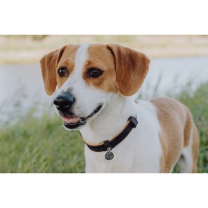 Leather dog collar MONACO mustard | Bowl and Bone Republic | PETZWELCOME