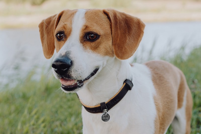 Leather dog collar MONACO mustard | Bowl and Bone Republic | PETZWELCOME