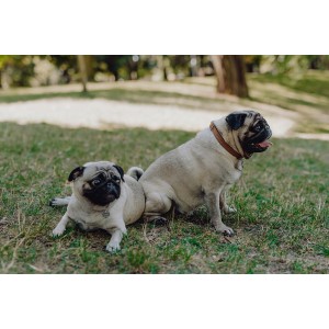 Leather dog collar MONACO mustard | Bowl and Bone Republic | PETZWELCOME