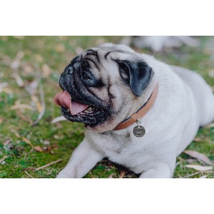 Leather dog collar MONACO mustard | Bowl and Bone Republic | PETZWELCOME