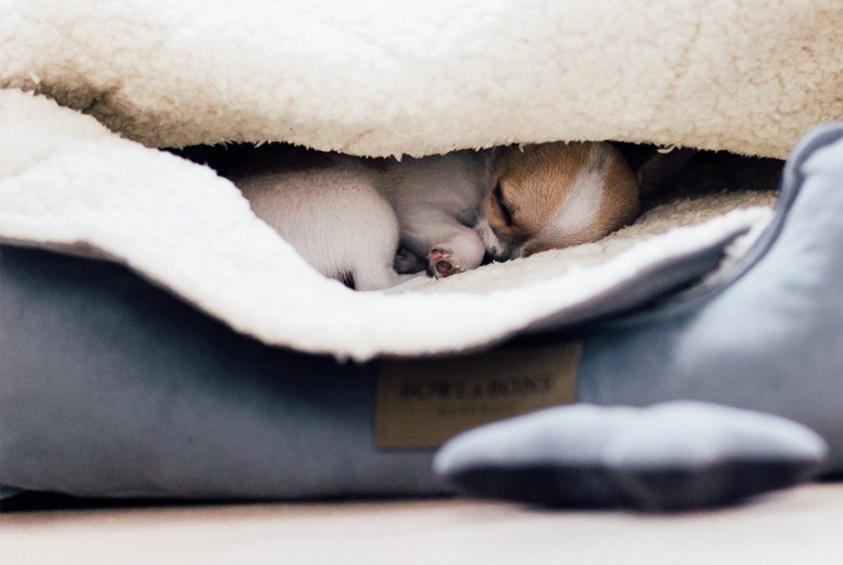 Dog bed  CLASSIC cream| Bowl and Bone Republic | PETZWELCOME