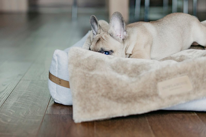 Kocyk dla psa NAP gray | Bowl and Bone Republic | PETZWELCOME