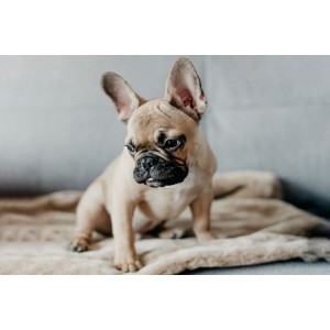 Kocyk dla psa NAP brown | Bowl and Bone Republic | PETZWELCOME