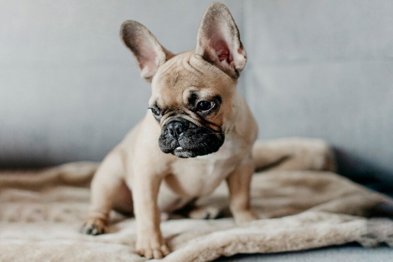 Kocyk dla psa NAP brown | Bowl and Bone Republic | PETZWELCOME