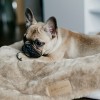 Blanket for dog NAP brown | Bowl and Bone Republic | PETZWELCOME