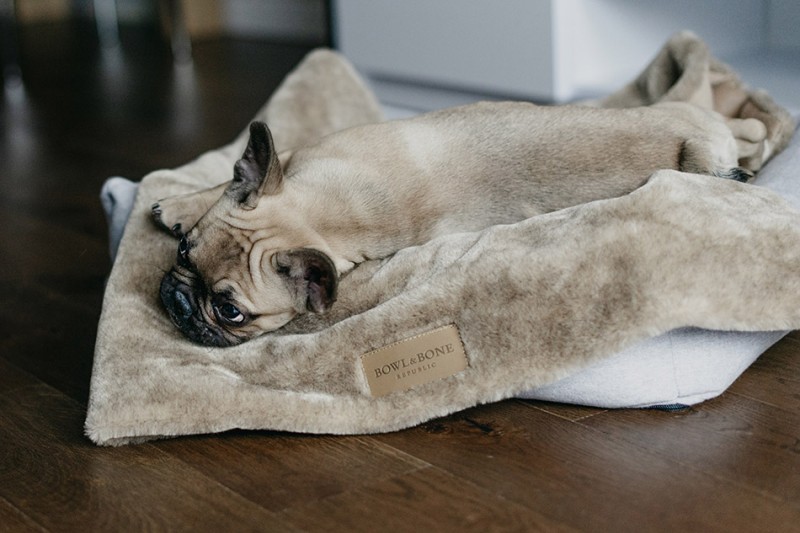 Kocyk dla psa NAP brown | Bowl and Bone Republic | PETZWELCOME