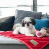 Blanket for dog ROYAL | Bowl and Bone Republic | PETZWELCOME