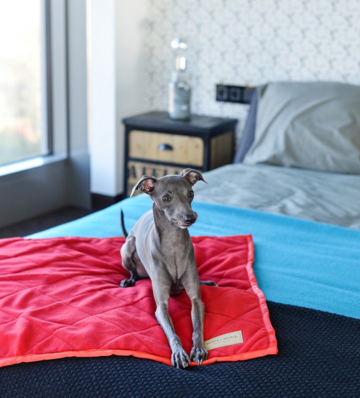 Blanket for dog ROYAL | Bowl and Bone Republic | PETZWELCOME