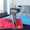Blanket for dog ROYAL | Bowl and Bone Republic | PETZWELCOME