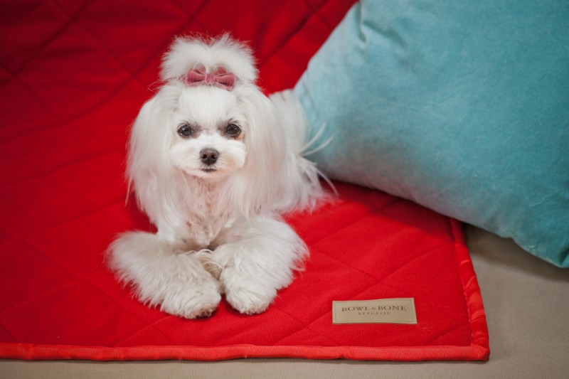 Blanket for dog ROYAL | Bowl and Bone Republic | PETZWELCOME