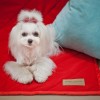 Blanket for dog ROYAL | Bowl and Bone Republic | PETZWELCOME