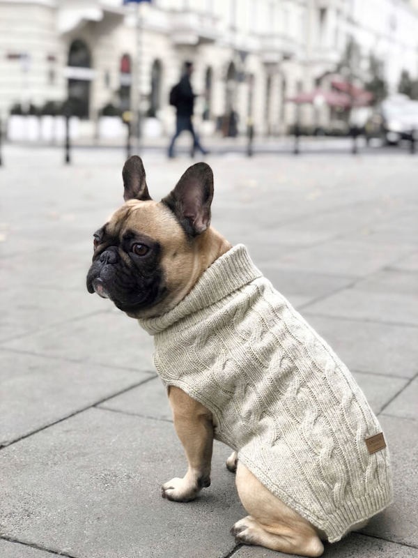 Dog sweater ASPEN ecru | Bowl and Bone Republic | PETZWELCOME