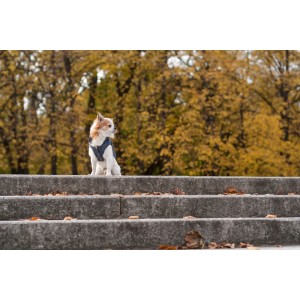 Dog jacket SPIRIT gray | Bowl and Bone Republic | PETZWELCOME