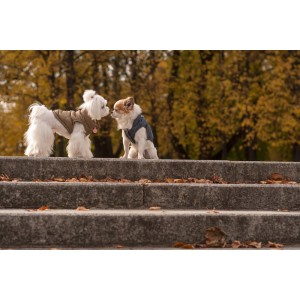 Dog jacket SPIRIT gray | Bowl and Bone Republic | PETZWELCOME