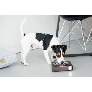 Miska dla psa SOLO gray| Bowl and Bone Republic | PETZWELCOME