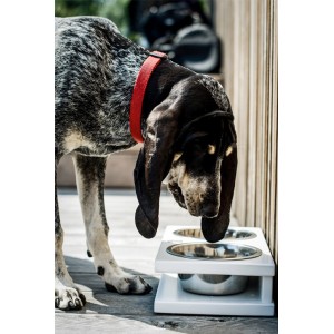 Miska dla psa GRANDE amber | Bowl and Bone Republic | PETZWELCOME