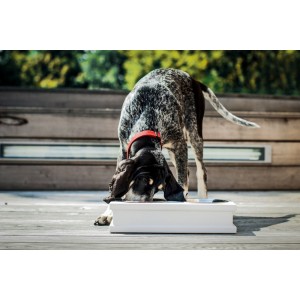 Miska dla psa GRANDE chestnut | Bowl and Bone Republic | PETZWELCOME