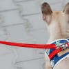Dog harness DENIM navy  | Bowl and Bone Republic | PETZWELCOME