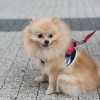 Dog harness DENIM navy  | Bowl and Bone Republic | PETZWELCOME