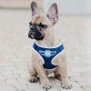 Dog harness DENIM blue  | Bowl and Bone Republic | PETZWELCOME