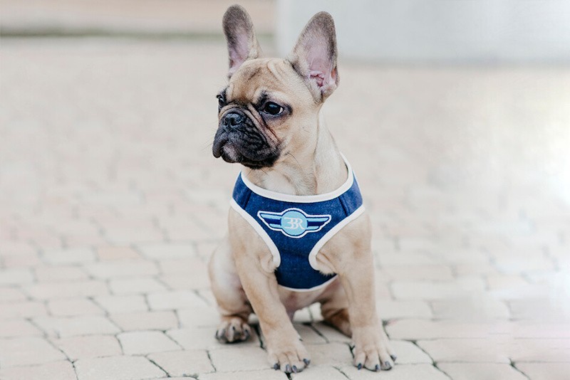 Dog harness DENIM gray  | Bowl and Bone Republic | PETZWELCOME