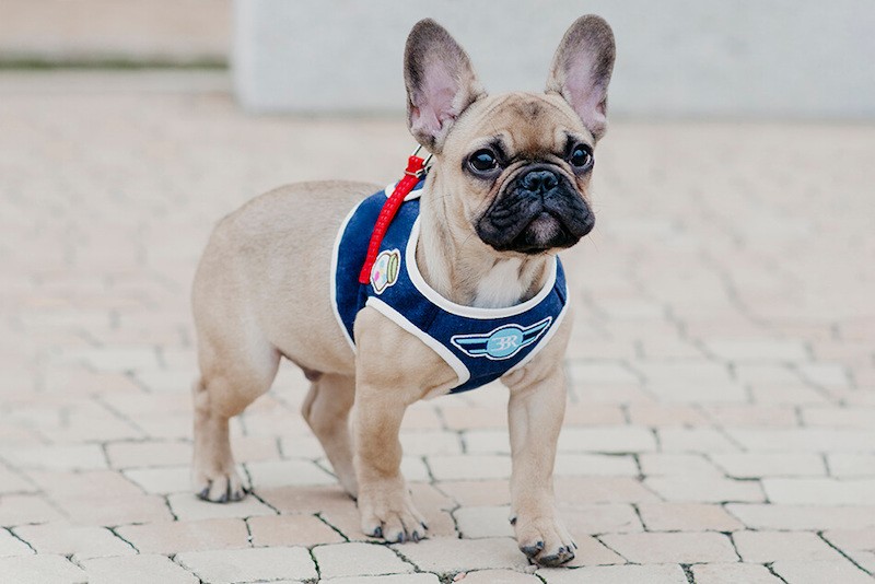 Dog harness DENIM gray  | Bowl and Bone Republic | PETZWELCOME