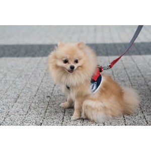 Dog harness DENIM gray  | Bowl and Bone Republic | PETZWELCOME