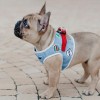 Dog harness DENIM gray  | Bowl and Bone Republic | PETZWELCOME