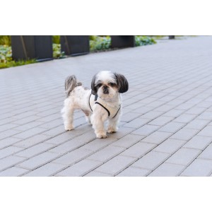 Dog harness SOHO rose  | Bowl and Bone Republic | PETZWELCOME