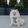 Dog harness SOHO gray  | Bowl and Bone Republic | PETZWELCOME