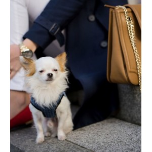 Dog harness SOHO gray  | Bowl and Bone Republic | PETZWELCOME