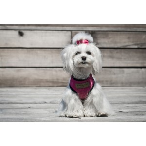 Dog harness CANDY gray  | Bowl and Bone Republic | PETZWELCOME
