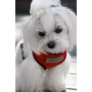 Dog harness CANDY gray  | Bowl and Bone Republic | PETZWELCOME