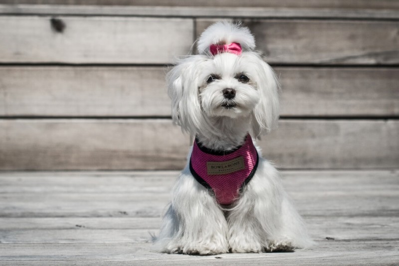 Dog harness CANDY pink  | Bowl and Bone Republic | PETZWELCOME