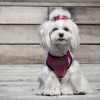Dog harness CANDY pink  | Bowl and Bone Republic | PETZWELCOME