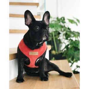 Dog harness CANDY red  | Bowl and Bone Republic | PETZWELCOME