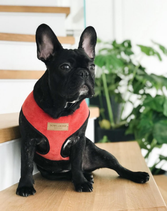 Dog harness CANDY red  | Bowl and Bone Republic | PETZWELCOME
