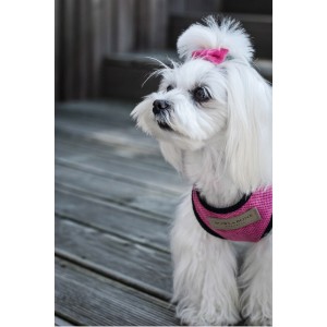 Bezuciskowe szelki dla psa CANDY żółte| Bowl and Bone Republic | PETZWELCOME