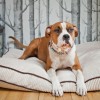 DECO dog cushion amber | Bowl and Bone Republic | PETZWELCOME
