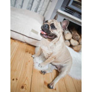 DECO dog cushion sapphire | Bowl and Bone Republic | PETZWELCOME