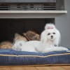 DECO dog cushion sapphire | Bowl and Bone Republic | PETZWELCOME